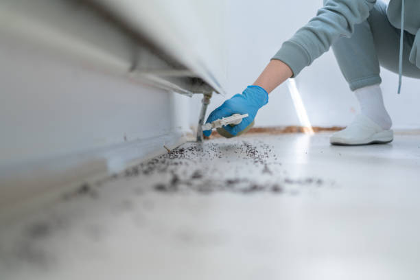 Best Spider Control Near Me  in Eagle Lake, TX